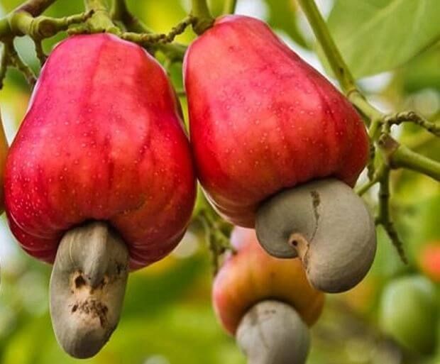 Cashew Nuts